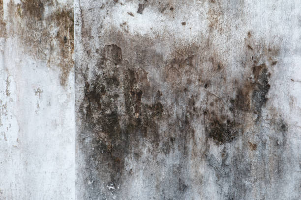 Best Mold Remediation for Healthcare Facilities  in Cedar City, UT