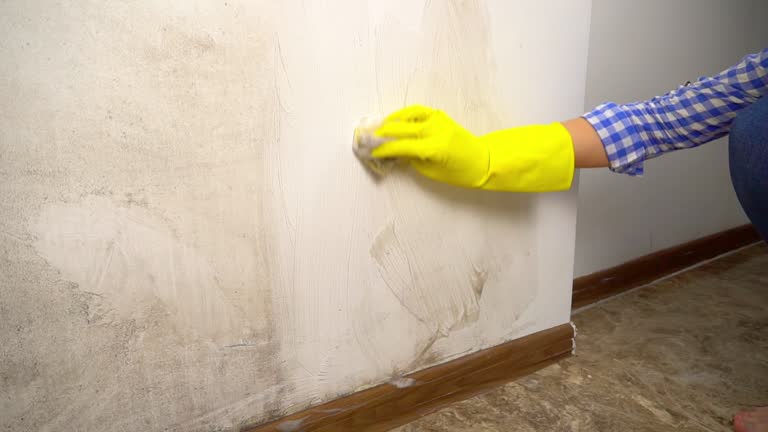 Cedar City, UT Mold Removal Company