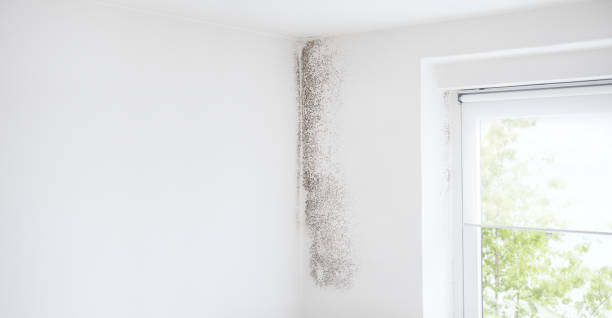 Best Attic Mold Removal  in Cedar City, UT