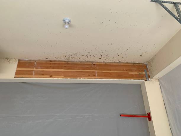 Best Environmental Consulting for Mold Prevention  in Cedar City, UT