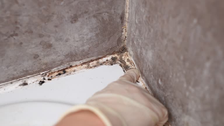 Best Water Damage & Mold Remediation  in Cedar City, UT
